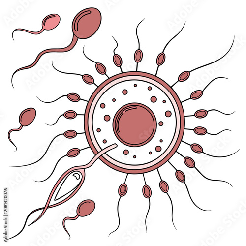 Billede på lærred Detailed biological of human fertilization showing multiple sperm cells surround