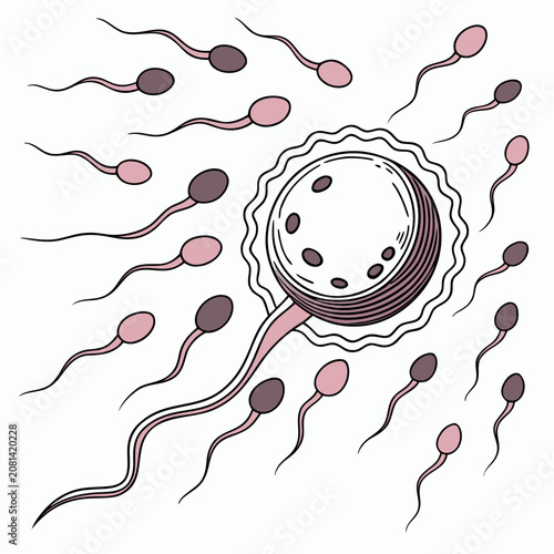Bild auf Leinwand A biological of a human egg cell with a wavy outer layer being fertilized by a s
