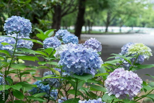 日比谷公園の紫陽花