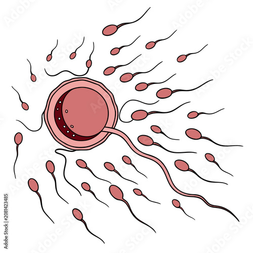 Bild auf Leinwand A scientific of a human egg cell being fertilized by a sperm cell surrounded by