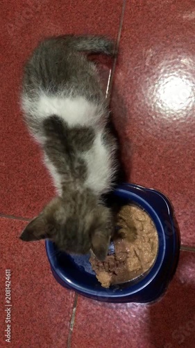 A small grey and white kitten eating wet food from a blue bowl.