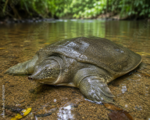 Asian Softshell Turtle Resting in Shallow Tropical River Habitat