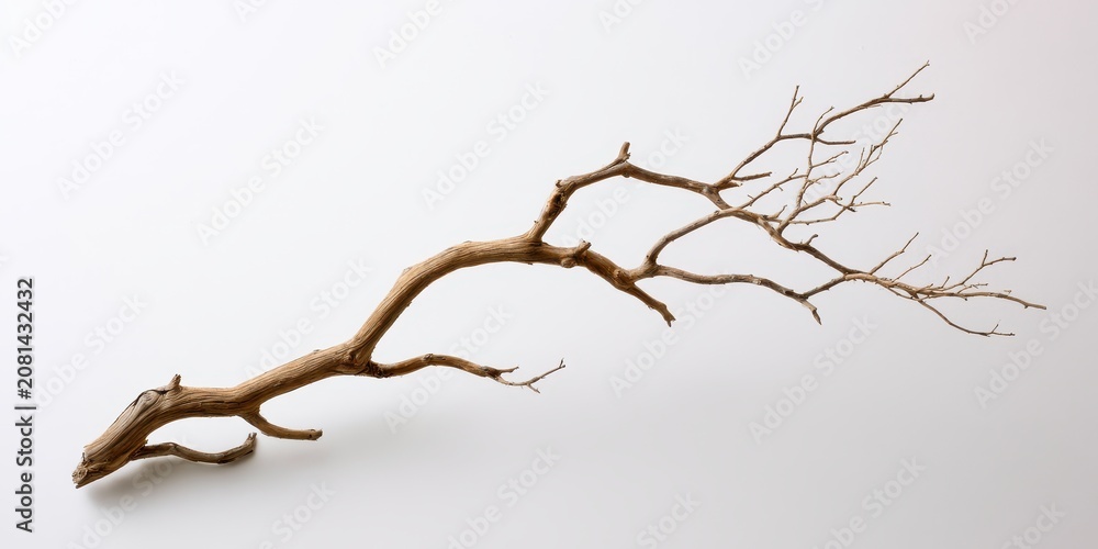 Fototapeta premium Dry tree branch isolated on white background