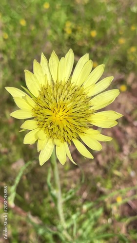 Wild Meadow Salsify (Goat's Beard) in Nature