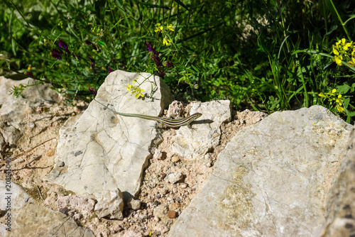 A lizard basks on a rock in a field of wildflowers.