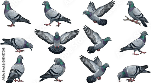Feral Rock Pigeon Bird Vector Illustration Set with Various Poses Flying Standing Eating Seeds and Perched for Urban Wildlife Zoology and Nature DesignsFeral Rock Pigeon Bird Vector Illustration Set w