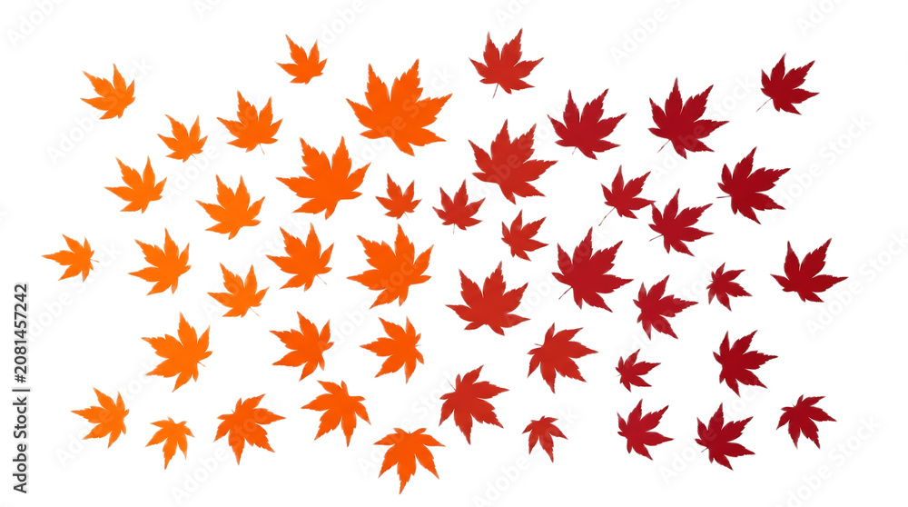 Fototapeta premium Vivid collection of orange and red maple leaves isolated on a white background