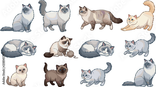Cute Ragdoll and Siamese Cat Vector Illustration Set Featuring Various Breeds Poses Kittens Sleeping Playing and Sitting for Pet Shop Graphic DesignsCute Ragdoll and Siamese Cat Vector Illustration Se