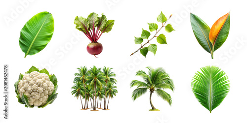Collection of tropical plants and vegetables isolated on transparent background