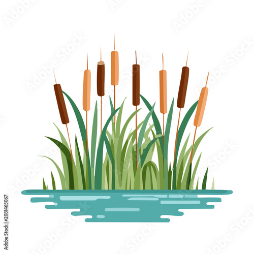 vibrant tall reed grass growing in calm water by the shore for wetland marshland landscape design