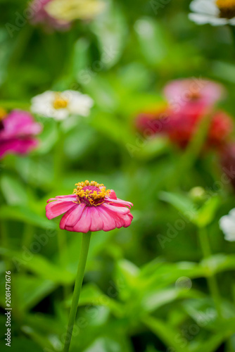 pink flower in the nature with dramatic tone