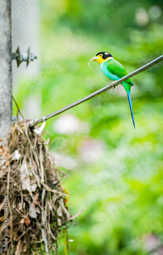 Long-tailed Broadbill in the nature