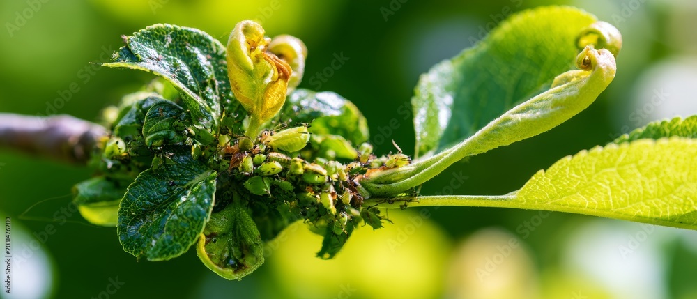 Fototapeta premium Plant with new leaves and pests on a branch during spring in a garden environment