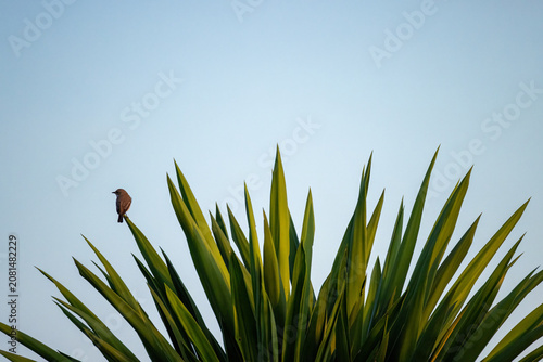 Tableau sur toile spotted flycatcher bird in Spain