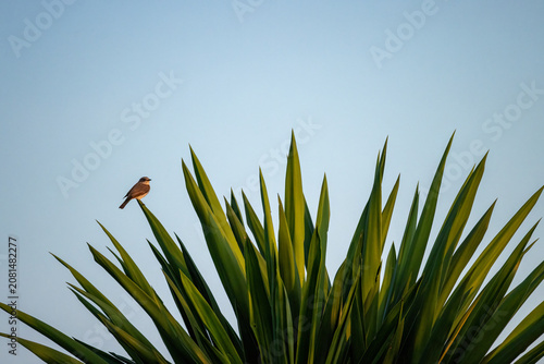 Tableau sur toile spotted flycatcher bird in Spain