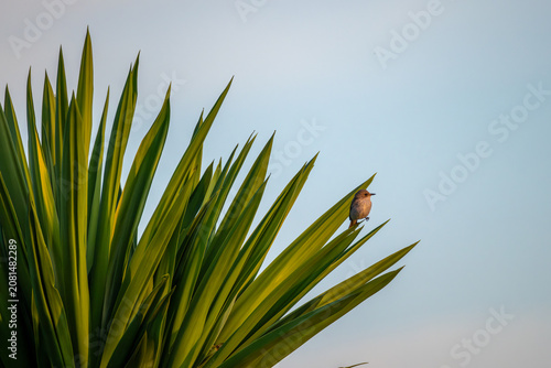 Obraz na płótnie spotted flycatcher on a palm tree
