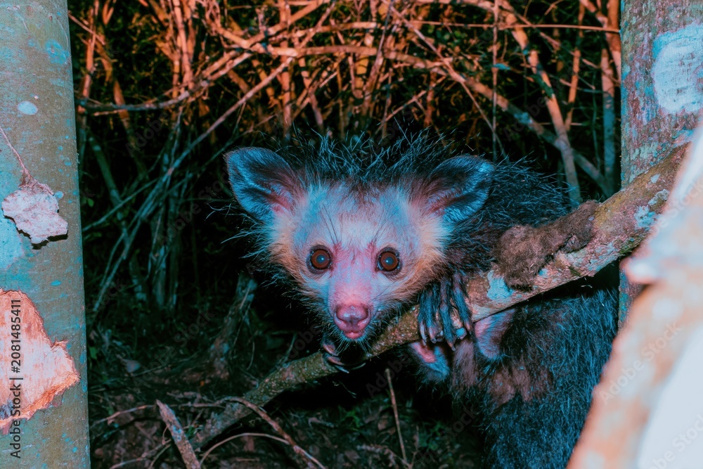 Fototapeta premium Aye-aye lemur with large eyes and ears clinging to a branch at night, featuring coarse matted fur and long whiskers for nocturnal wildlife study