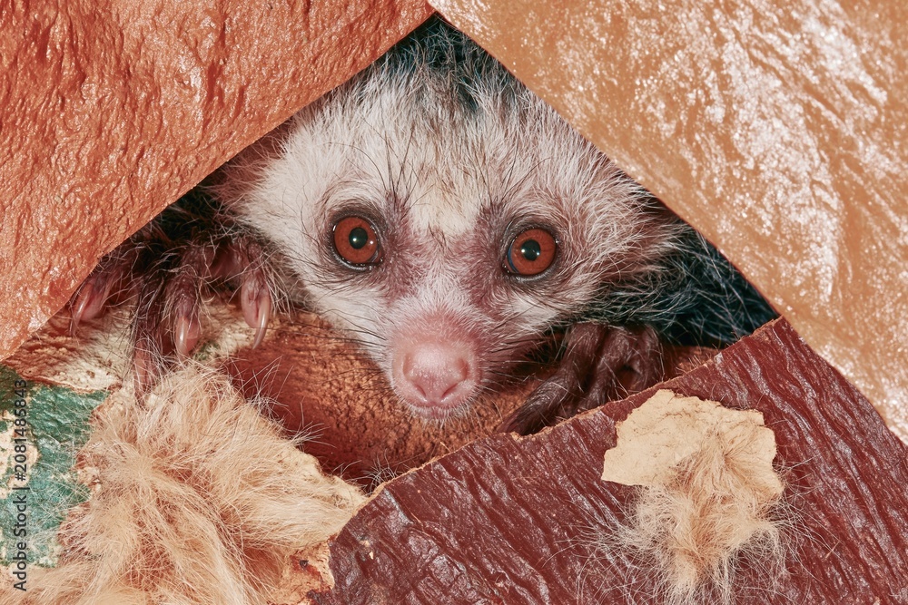 Naklejka premium Aye-aye lemur with wide eyes peering through a textured forest opening, showing coarse fur and sharp claws for nocturnal wildlife and nature education