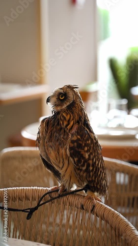Pet short-eared owl with bright yellow eyes. Cool pet bird closeup.