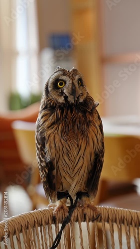 Pet short-eared owl with bright yellow eyes. Cool pet bird closeup.