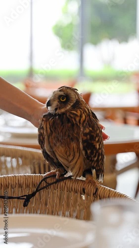 Petting a domestic short-eared owl with bright yellow eyes. Playing with a cool pet bird closeup.