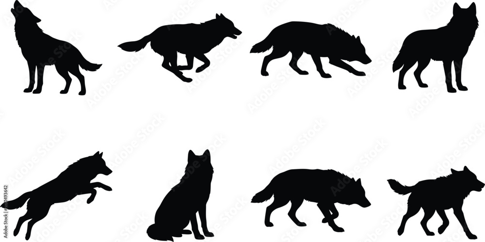 Obraz premium Wolf Silhouette Collection with Howling Running Hunting Jumping and Standing Wildlife Poses