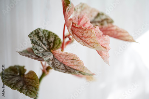 Variegated Begonia Snow Capped pink form rare houseplant close up