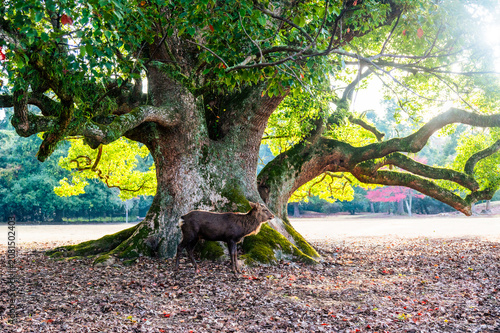 Wild sika deer beneath a giant old tree in morning light, Nara, Japan