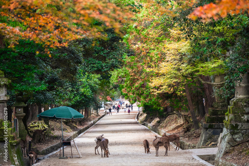 Wild sika deer gathering on the approach path of Nara Park in autumn, Japan