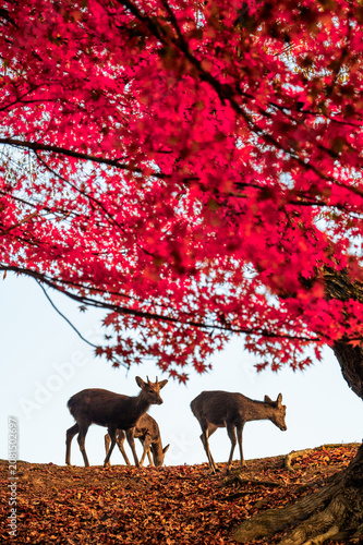 Silhouettes of wild sika deer under a vivid red maple tree in autumn, Nara, Japan