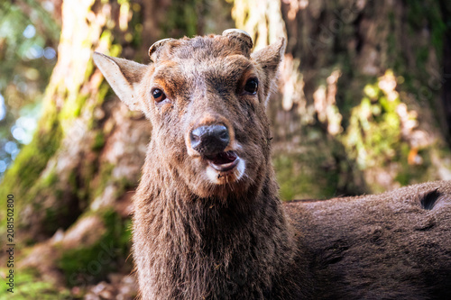 Close-up portrait of a wild sika deer face in the forest, Nara, Japan