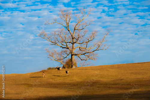 Lone bare tree on a golden autumn hill under a mackerel sky with wild deer, Nara, Japan
