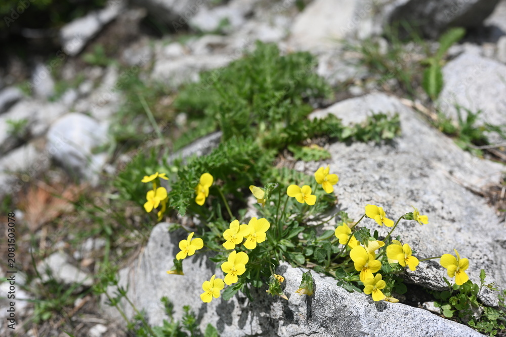 Obraz premium Views from the Pirin National Park in Bulgaria - even the simple wild flowers look spectacular in the rugged settings of the place