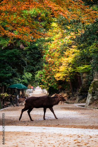 Wild sika deer crossing a path lined with autumn foliage in Nara, Japan