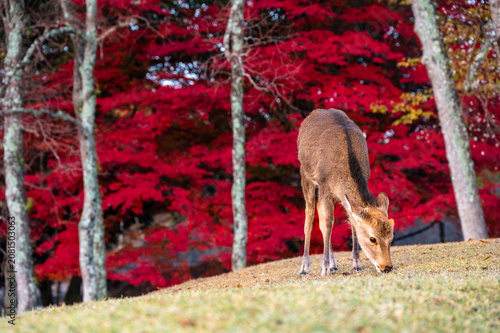 Wild sika deer grazing on a grassy hill with red autumn maple leaves in Nara, Japan
