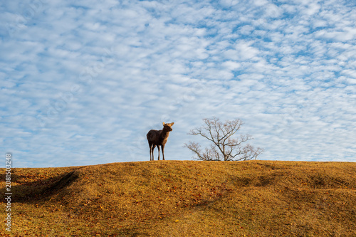 A lone sika deer on a golden hilltop under a mackerel sky, Nara, Japan
