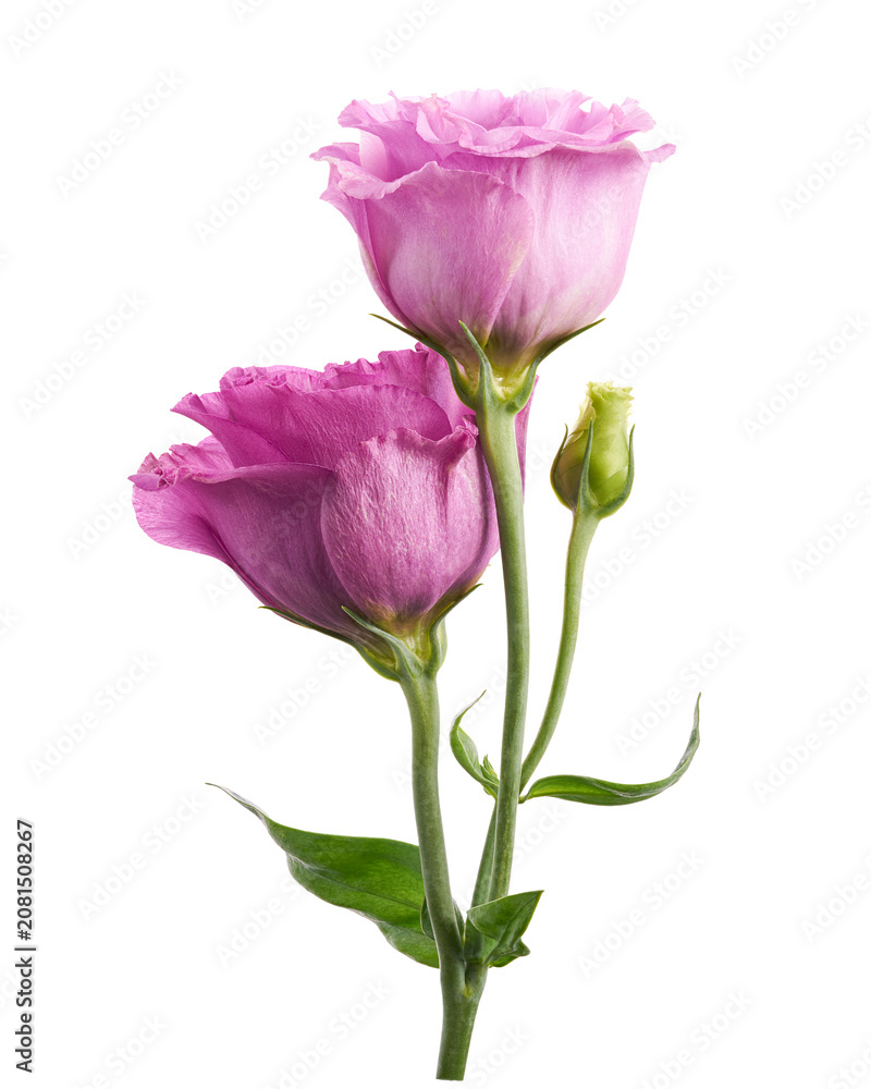 Obraz premium Pink Lisianthus flower with delicate petals and unopened buds, isolated on transparent background with clipping path. Ideal for wedding, floral, botanical, and decorative design projects.