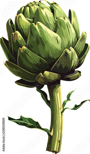 Isolated green artichoke wi...