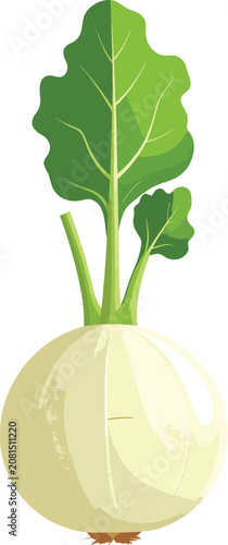Isolated kohlrabi vegetable...