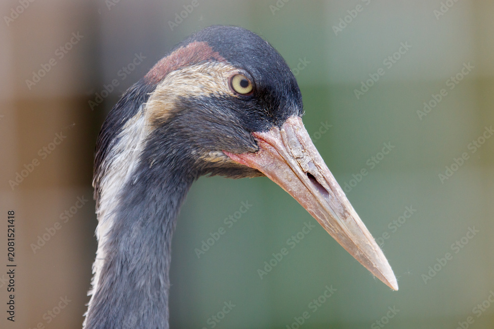 Fototapeta premium Close-up of a crane's head and long beak