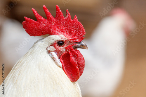 Close-up of a white rooster with vibrant red comb and wattle