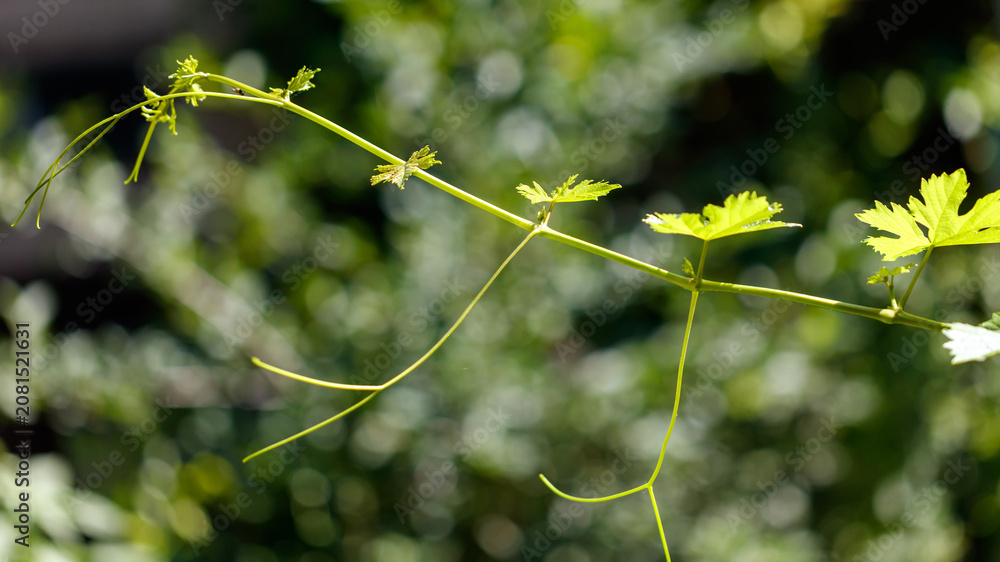 Fototapeta premium Thin green vine with small, serrated leaves