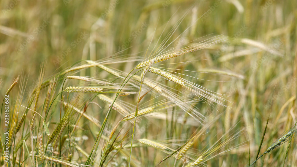 Fototapeta premium Golden wheat stalks sway gently in a sunlit field