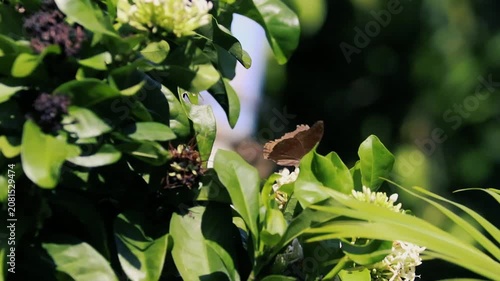 A dark brown butterfly perching on white flowers amidst vibrant green leaves on a bush