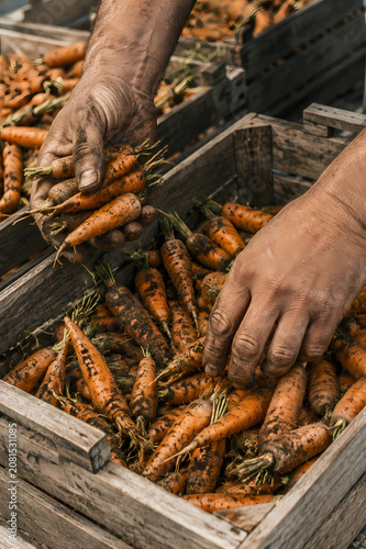 Realistic photo, close-up of dirty hands sorting freshly harvested carrots by size into wooden crates at a farm packing station, natural daylight, no faces, no people visible