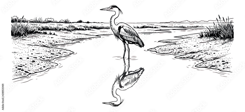Fototapeta premium Vintage heron bird sketch in wetland landscape, hand drawn crane standing in water with reflection, black and white nature engraving vector