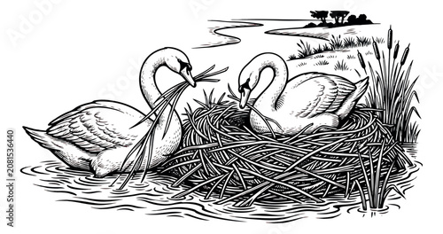 Fotografie Vintage woodcut swan pair building nest, black and white engraving of mute swans