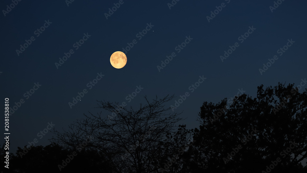 Fototapeta premium Full Moon on a twilight sky with tree silhouettes.