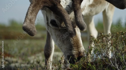 Close-up Reindeer Grazing in Arctic Tundra