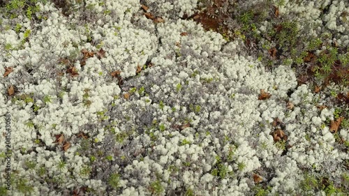 Reindeer Lichen Carpet on Forest Floor, Close-Up Texture